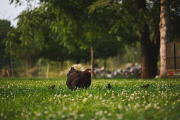 Baby chickens with their mother hen on a small farm in Ontario, Canada.