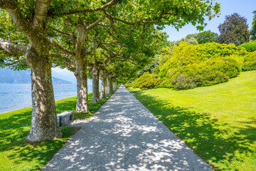 Green alley of botanical gardens at Villa Melzi in Bellagio. Como Lake, Italy
