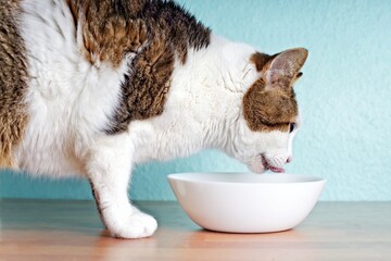 Thirsty tabby cat drinking from a water dish. Side view with copy space.