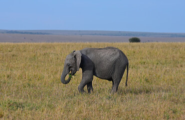 Fototapeta na wymiar African elephant in a natural environment. Kenya