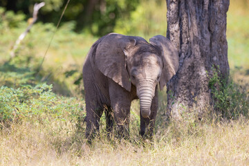 Baby Elephant with it's mother in natural African bush land habitat