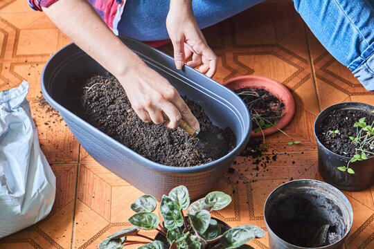Crop woman planting seedling in pot on floor at home