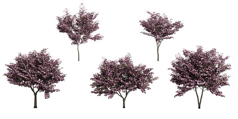 Fototapeta premium Collection of Cercis canadensisi,'Forest pansy (Redbud) on isolated transparent background