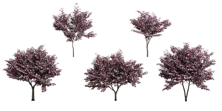 Collection of Cercis canadensisi,'Forest pansy (Redbud) on isolated transparent background