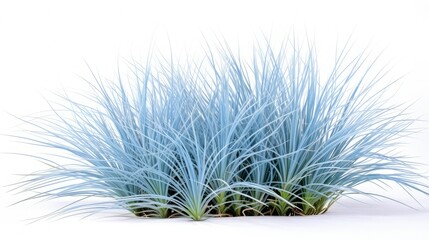 plant blue fescue isolated on white background 
