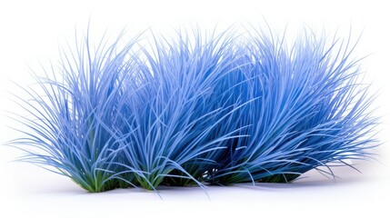 plant blue fescue isolated on white background 