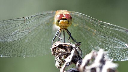 Sympetrum vulgatum. large beautiful dragonfly on a dry branch green background close-up. dragonfly...