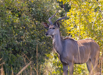 Kudu foraging for food in natural African bush land habitat
