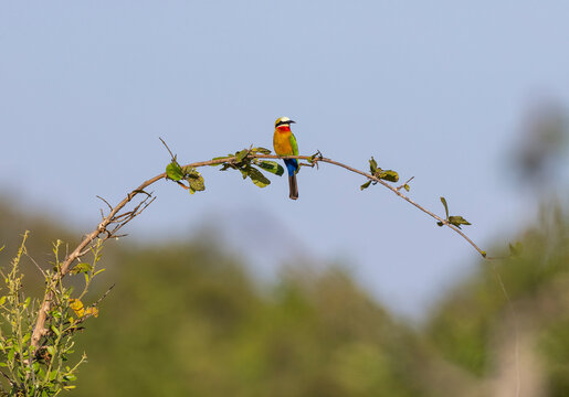 White-fronted bee-eater bird perched in a tree in natural African habitat 
