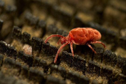 Close up macro shot of red velvet mite sitting on a piece of wood