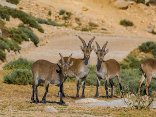 Cabras montesas en Guadarrama