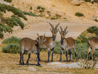 Cabras montesas en Guadarrama