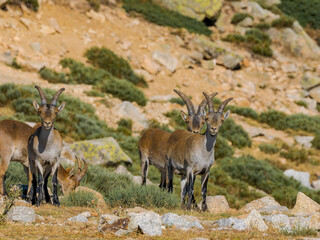 Cabras montesas en Guadarrama