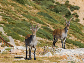 Cabras montesas en Guadarrama