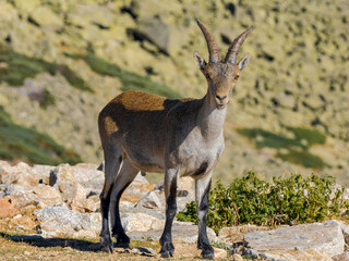 Cabras montesas en Guadarrama