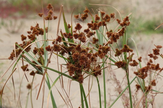 Cyperus with brown spikes in autumn