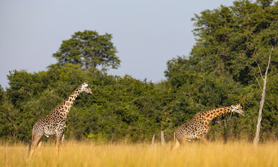 Giraffe close up in East African natural habitat national park area
