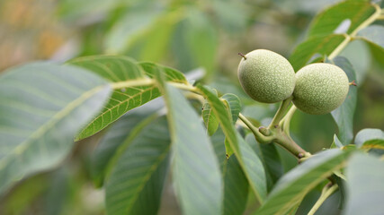 walnut on a branch. Juglans regia, autumn leaves. tree walnut, hard fruits with green peel. weigh on a branch. natural background. green leaves. healthy nut butter, close-up