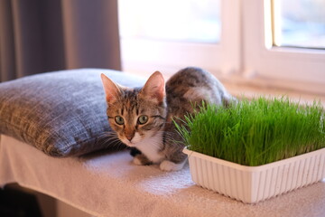 Beautiful cute grey and ret fluffy sitting near fresh green grass on windowsill. Pet grass. Sprouted oats. Health of Pets. Care pets concept. Cats day. High quality photo