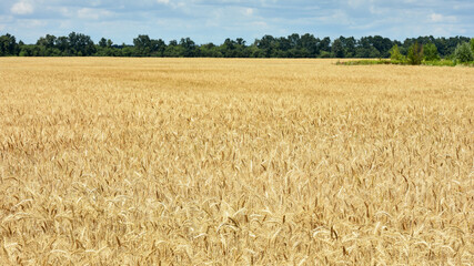 Ripe large golden ears of wheat against the yellow background of the field. Close-up, nature. The idea of a rich summer harvest, farming, agricultural industry for food. Spot focus on spikelet