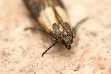 Macro shot of Indianmeal moth commonly known as pantry moth