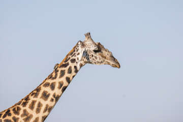 Giraffe close up in East African natural habitat national park area