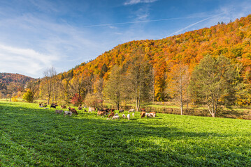 Cows grazing on a meadow in front of autumn forest with colorful leaves, Upper Danube Valley, Upper...