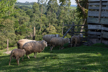 Sheep grazing on green grass in beautiful sunny day.