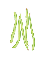 Whole raw long string beans in ingredients illustration