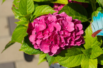 Hydrangea arborescens big flower head with many tiny deep pink flowers