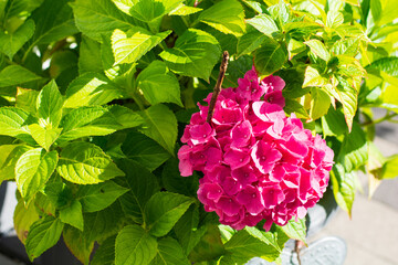 Hydrangea also called hortensia bush with bautiful flowers in deep pink