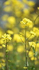 Rapeseed. Brassica napus. are blooming in sunny summer day. yellow flower, isolated on blurred natural background. agriculture, in Europe or Asia. floral background, close-up. soft focus