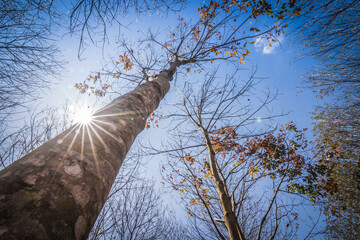 Sun and rubber tree