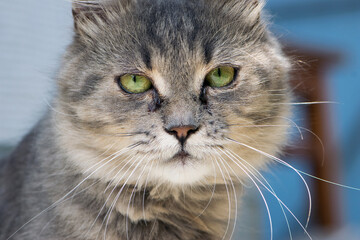 beautiful fluffy kitten. Tabby gray cat outdoors. beautiful kitten, grey cat. a homeless animal with sad eyes. portrait close-up. domestic animal. front view. tears flow from eyes
