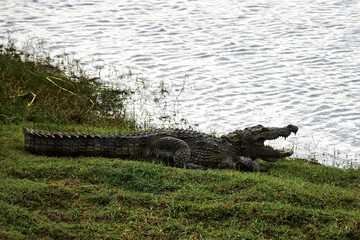 alligator in the everglades