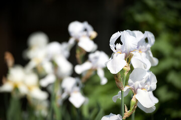 Irideae. White iris flowers are blooming in the garden. White flowers in the garden. floral natural...