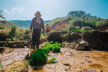 The masked woman is passionate about models for rice planting