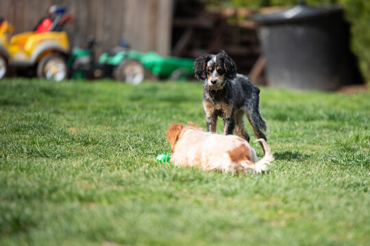 A colorful rescued dogs are playing in the backyard. They are  placed in foster care and they are  awaiting adoption
