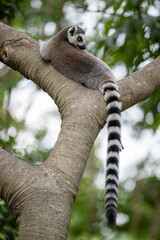 a ring tailed lemur sit on the tree