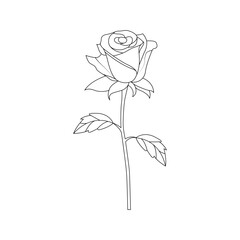 One line art rose flower vector outline illustration 