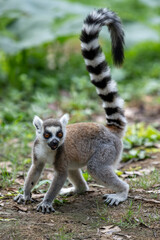 a ring tailed lemur in the filed