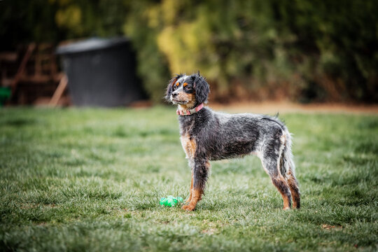 Colorful rescued dog in the backyard. He is  placed in foster care and he is  awaiting adoption