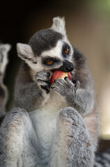 a ring tailed lemur eating apples