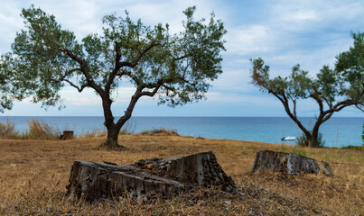 Two olive trees and two old tree stump against the background of the blue sky and the Aegean sea in...