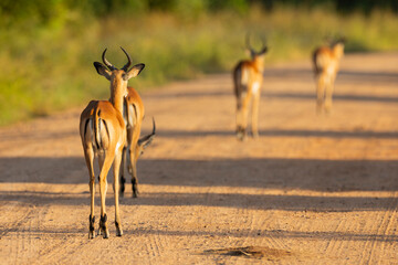 Impala glowing in early morning sunrise in natural African bushland habitat