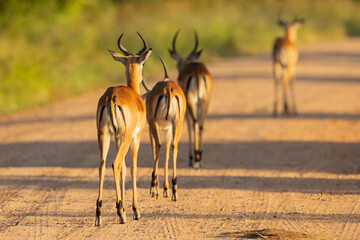 Impala glowing in early morning sunrise in natural African bushland habitat