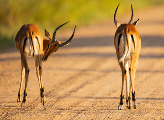 Impala glowing in early morning sunrise in natural African bushland habitat