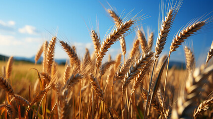 Fototapeta premium Wheat field. generative Ai