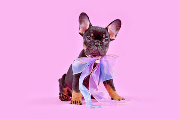 Cute tan colored French Bulldog dog puppy with pink ribbon