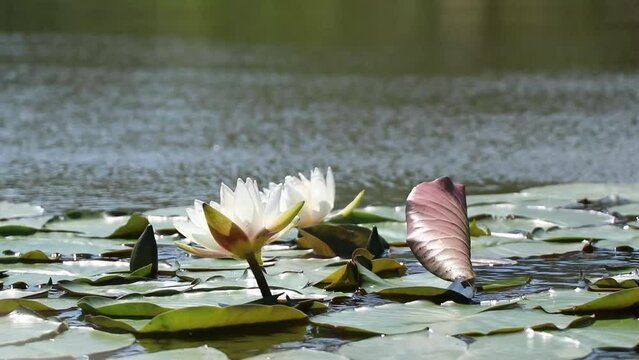 Water lily on the river Dnieper in Ukraine in the city of Dnipro in summer